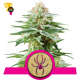 White Widow - Royal Queen Seeds